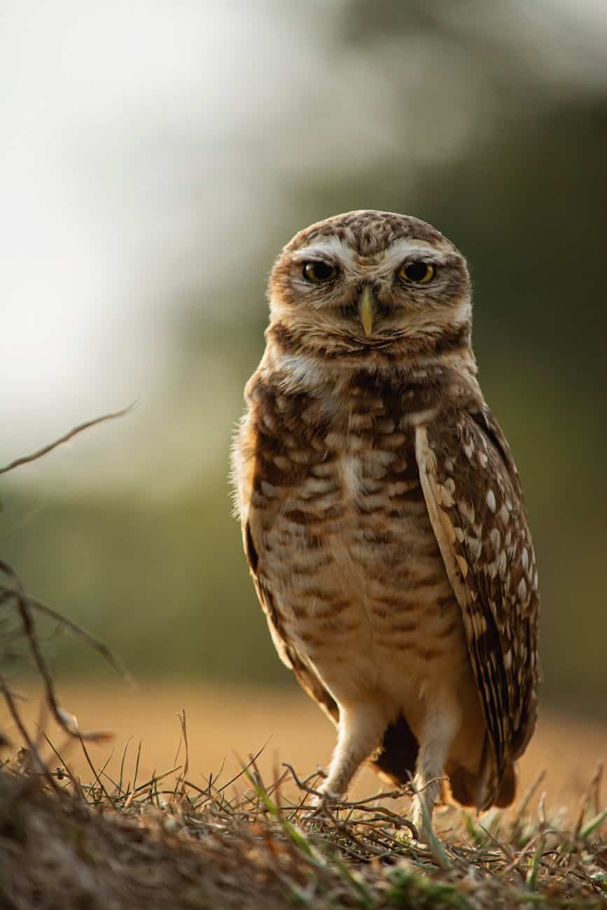 The Loneliness of the Observant: Navigating Social Dynamics